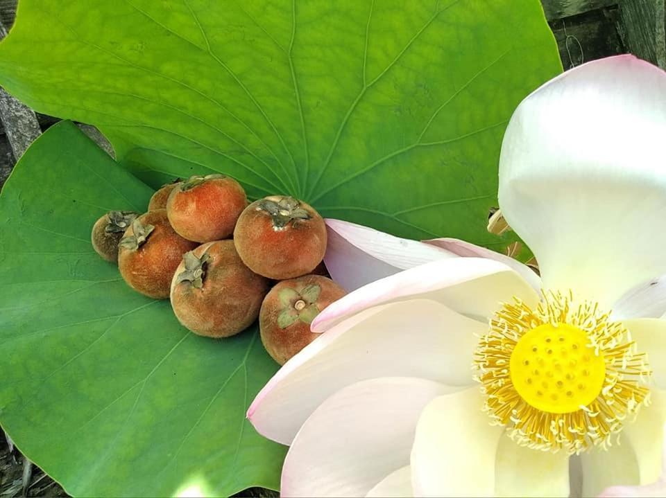 Ayutthaya Garden River Home Ban Bang Krasan Eksteriør bilde